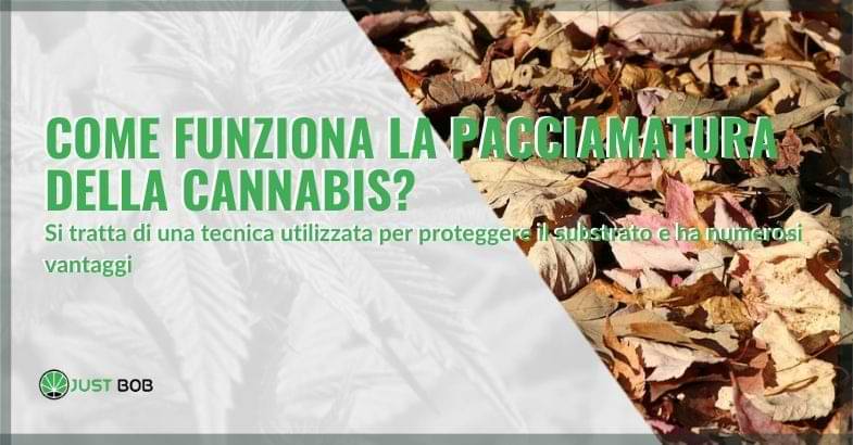 La pacciamatura della cannabis come funziona? | Justbob