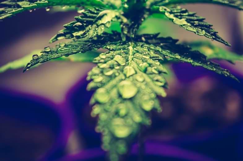 Le precauzioni d'uso della cannabis in ambito ayurvedico | Justbob