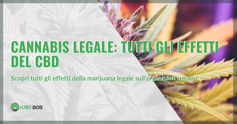 Effetti della cannabis legale | Justbob