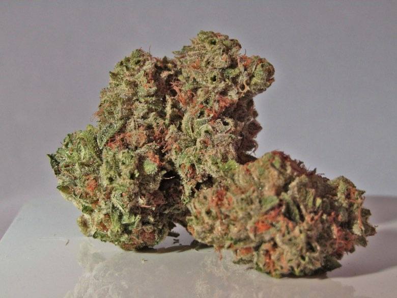 Master Kush: una delle migliori varietà