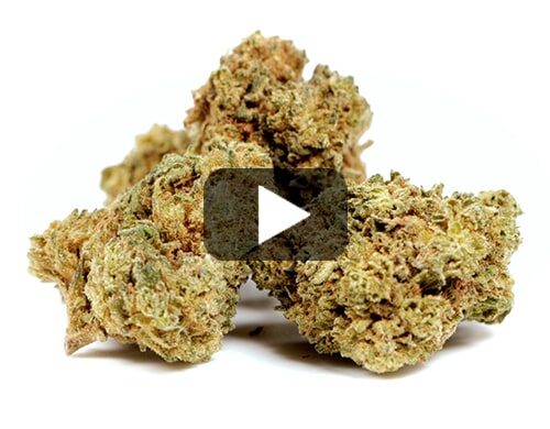 erba-legale-gelato-cbd-boost