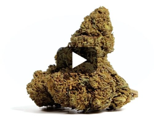erba-legale-mango-cbd-boost