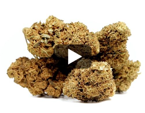 erba-legale-master-kush
