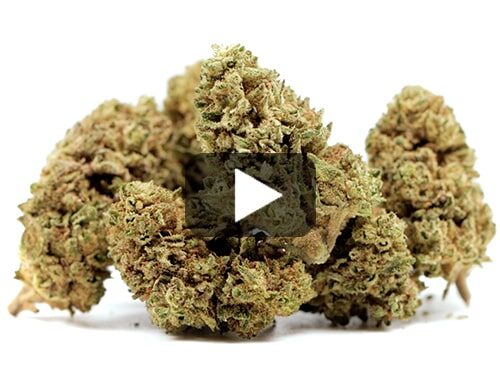 erba-legale-melon-kush