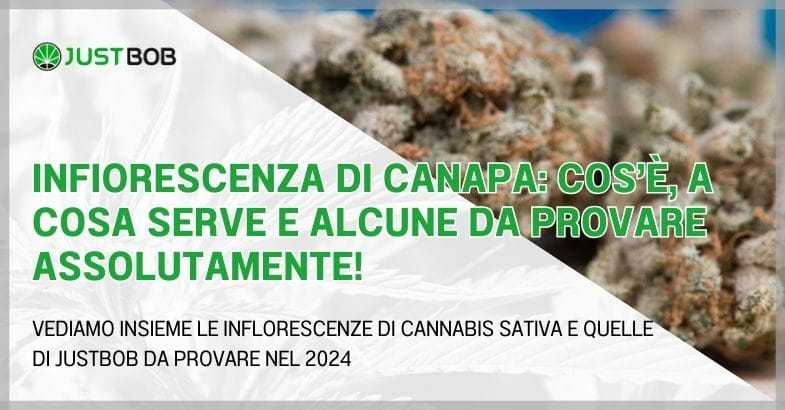 Infiorescenza di canapa: cos'è