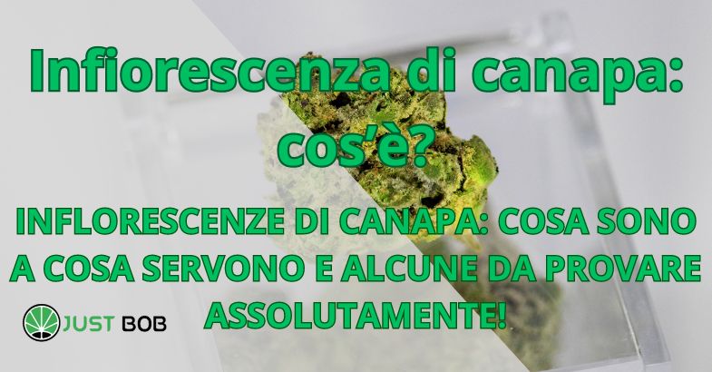 Infiorescenza di canapa: cos'è?