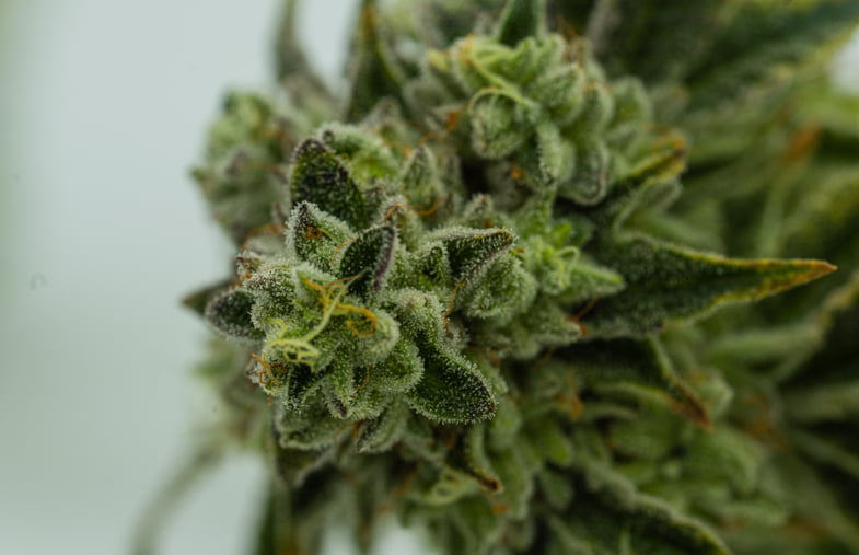 Infiorescenza di cannabis ricca di tricomi | Justbob