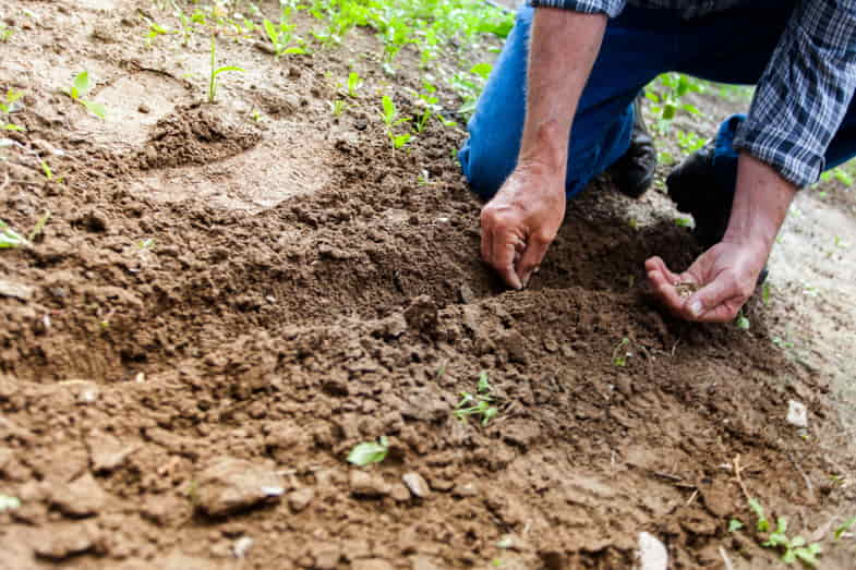 Agricoltore che semina cannabis legale | Justbob