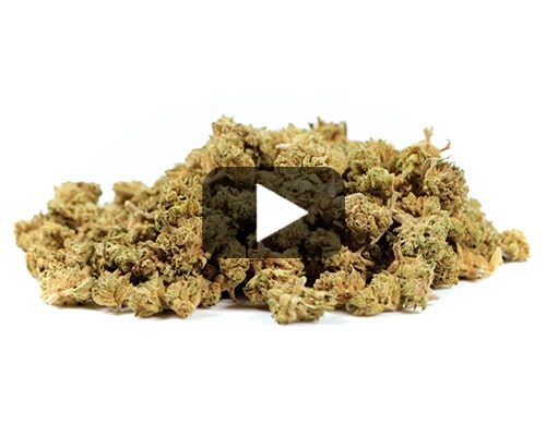 cannabis-light-california-haze-small