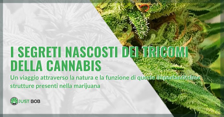 Tricomi della cannabis | Justbob