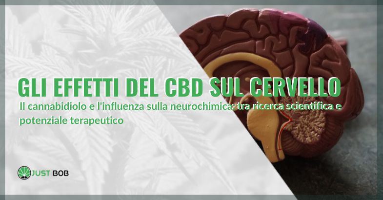 Gli effetti del CBD sul cervello | Justbob