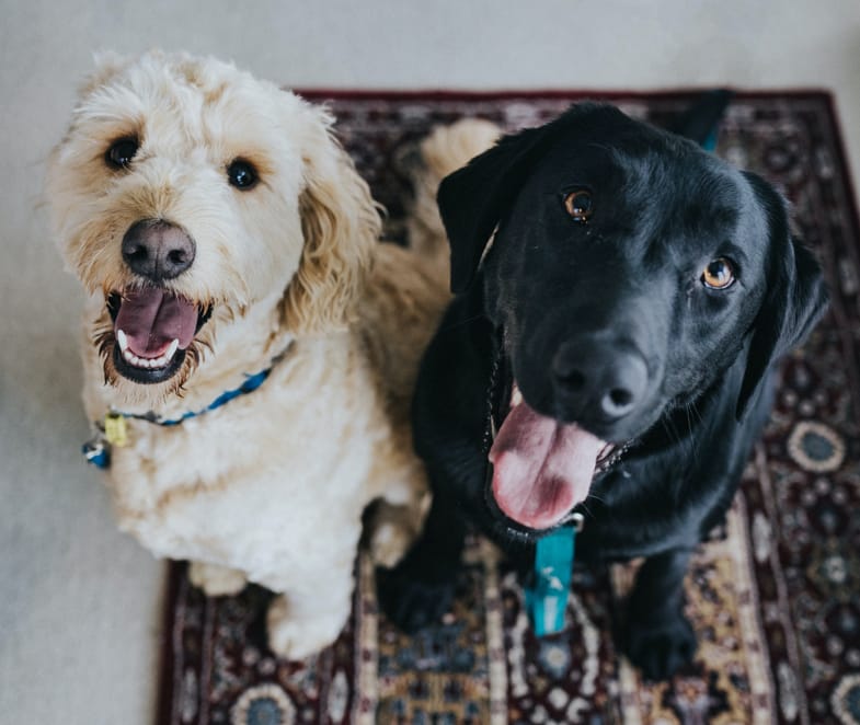 Cani in attesa di assumere olio di CBD | Justbob