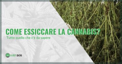 Come essiccare la cannabis | Justbob