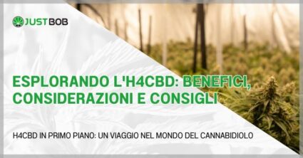 Esplorando l’H4CBD: benefici, considerazioni e consigli