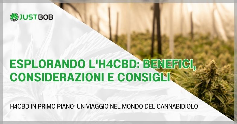Esplorando l’H4CBD: benefici, considerazioni e consigli