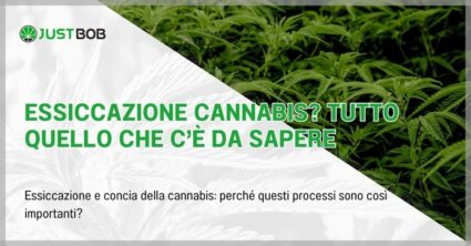 Essiccazione cannabis? Tutto quello che c’è da sapere