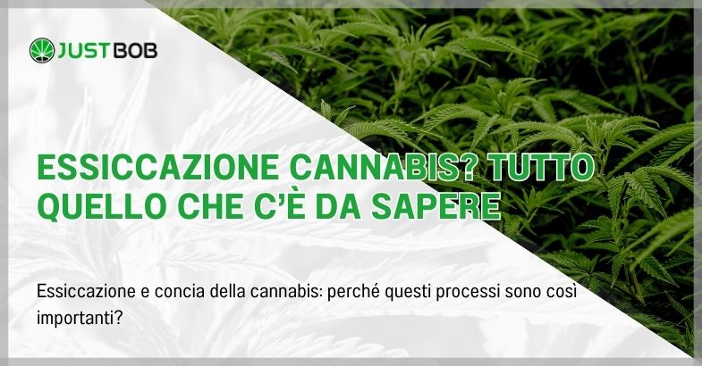 Essiccazione cannabis? Tutto quello che c’è da sapere