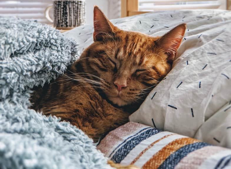 Gatto dopo l'assunzione di olio di CBD | Justbob