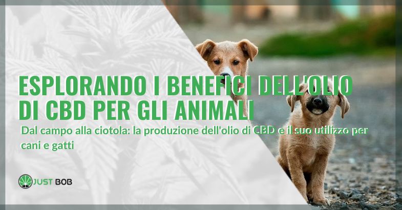 Olio di CBD per animali | Justbob