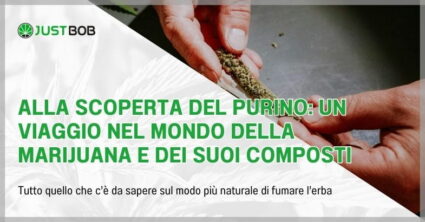 Alla scoperta del purino: un viaggio nel mondo della marijuana e dei suoi composti