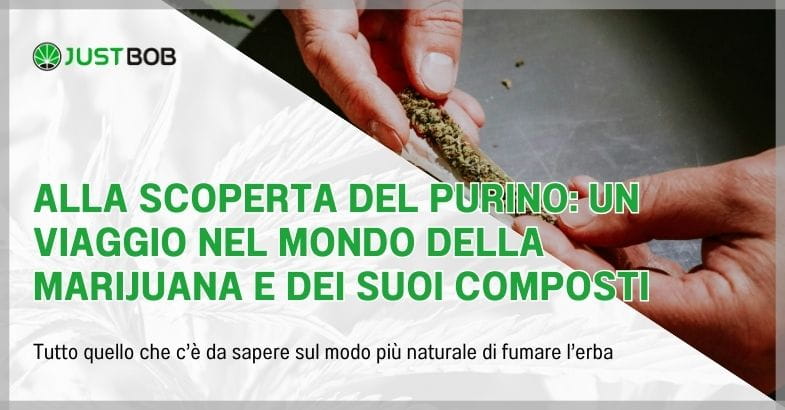 Alla scoperta del purino: un viaggio nel mondo della marijuana e dei suoi composti