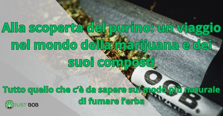 Alla scoperta del purino: un viaggio nel mondo della marijuana e dei suoi composti