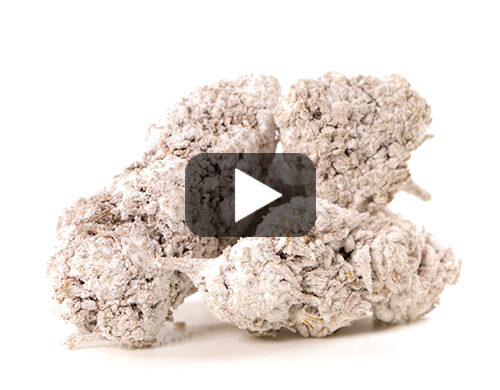 anteprima-video-cannabis-light-og-super-boost