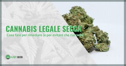 Cannabis legale secca : che fare