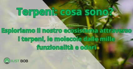 Terpeni: cosa sono?