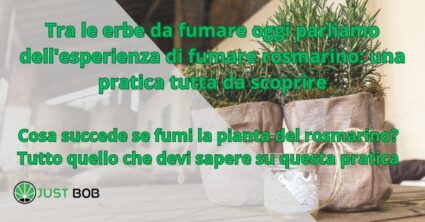 Tra le erbe da fumare oggi parliamo dell'esperienza di fumare rosmarino