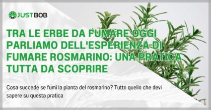 Tra le erbe da fumare oggi parliamo dell'esperienza di fumare rosmarino: una pratica tutta da scoprire