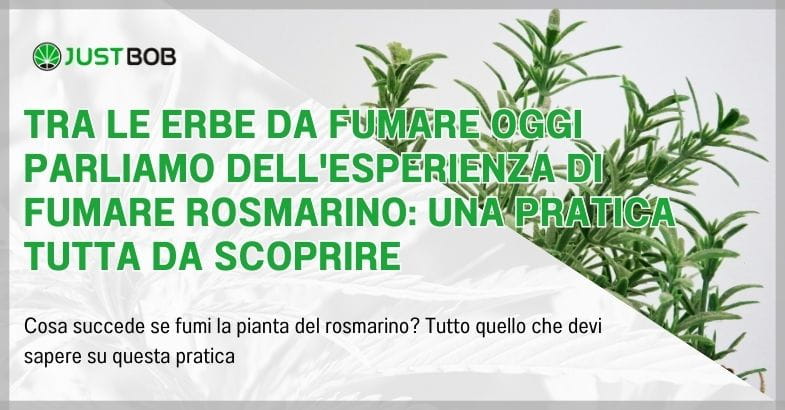 Tra le erbe da fumare oggi parliamo dell'esperienza di fumare rosmarino: una pratica tutta da scoprire