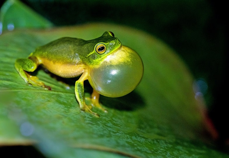 Rimedi naturali per la gola irritata dal fumo