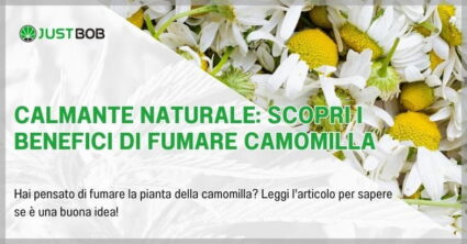 Calmante Naturale: Scopri i Benefici di Fumare Camomilla