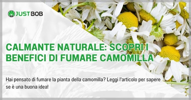 Calmante Naturale: Scopri i Benefici di Fumare Camomilla