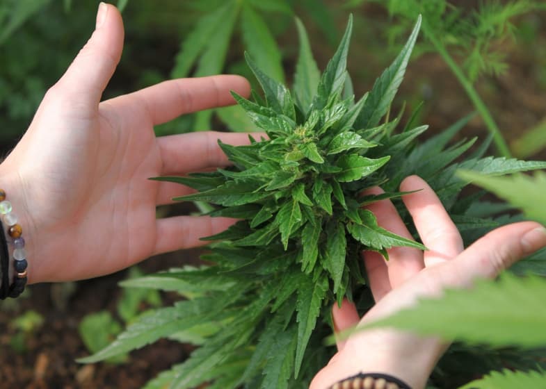 Coltivatrice che esamina una pianta di cannabis | Justbob