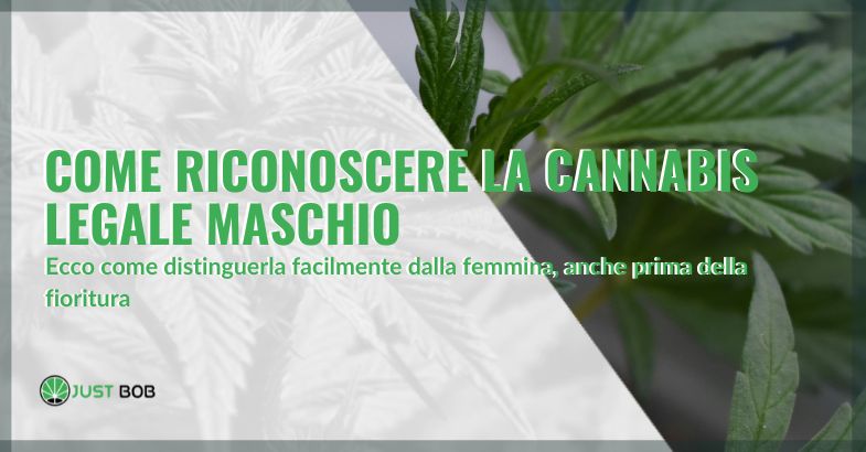 Come riconoscere la pianta di cannabis light maschio | Justbob