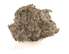 Cima di cannabis light Critical Super boost ricoperta da un velo bianco di cristalli cbd