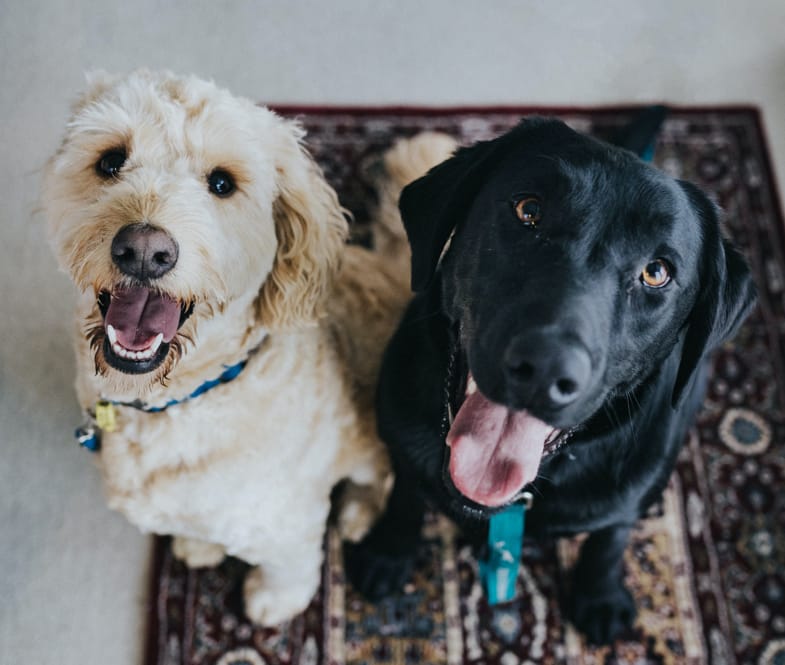 Cani che guardano l'obiettivo della fotocamere | Justbob