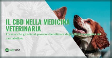 Il CBD nella medicina veterinaria | Justbob