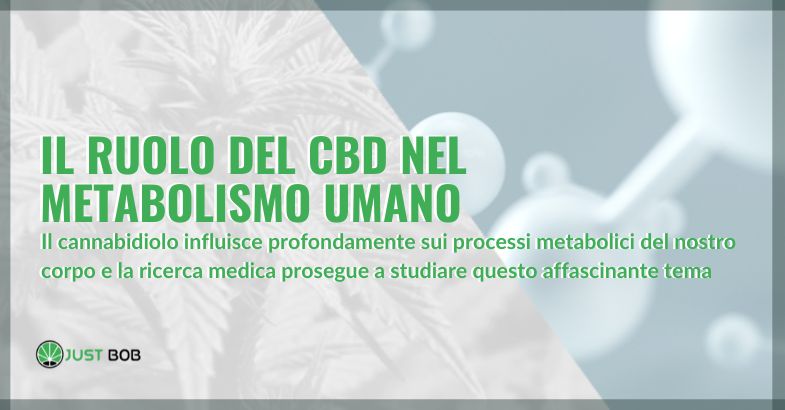 CBD e metabolismo | Justbob