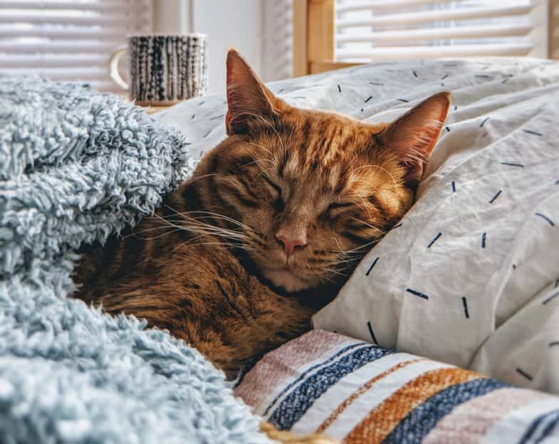 Gatto arancione che dorme | Justbob