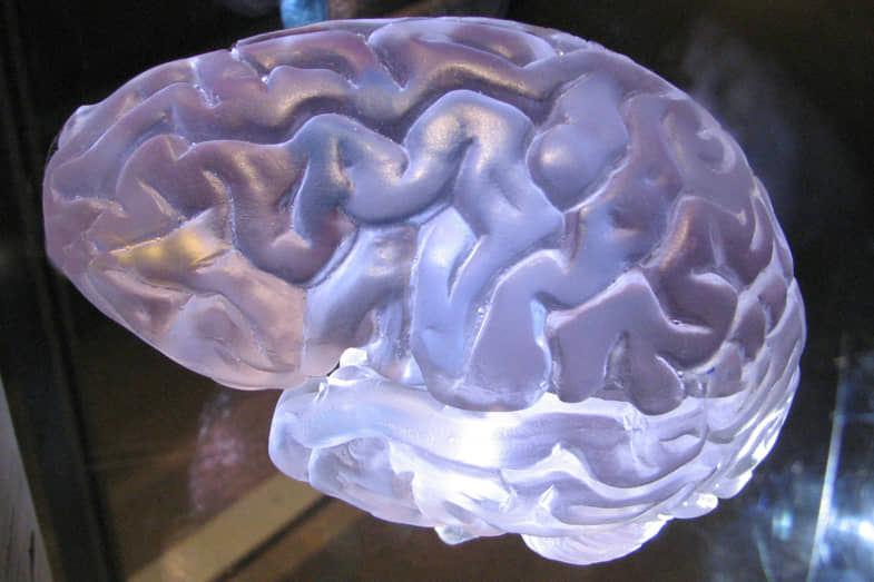 Modello di cervello umano | Justbob