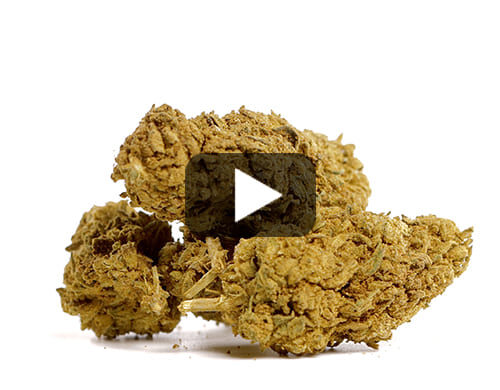anteprima video di fiori di cannabis light skunk h4 cbd, qualità elevata per uso legale