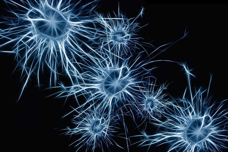 Rappresentazione di neuroni e dendriti | Justbob