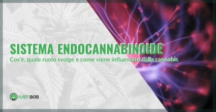 Il sistema endocannabinoide e la cannabis | Justbob