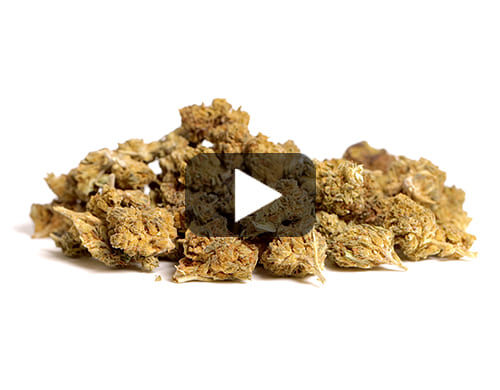 Anteprima video di fiori di Canapa Light Alpine CBG Small Budscon sfumature verdi e marroni