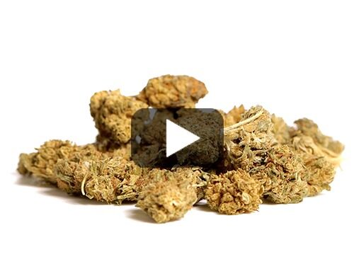 Anteprima video di fiori di Canapa Light Blueberry Small Buds con sfumature verdi e marroni