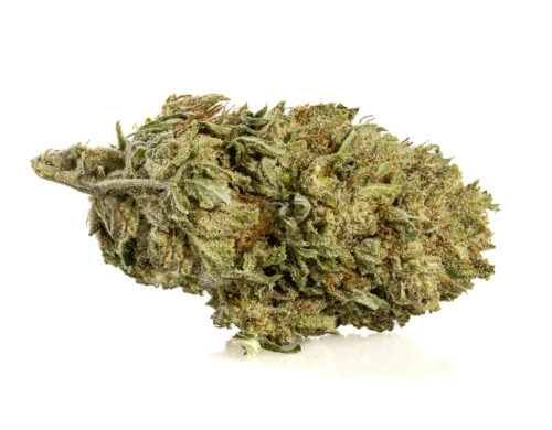 Fiore di cannabis light Alpine CBG Small Buds, coltivazione biologica e sostenibile