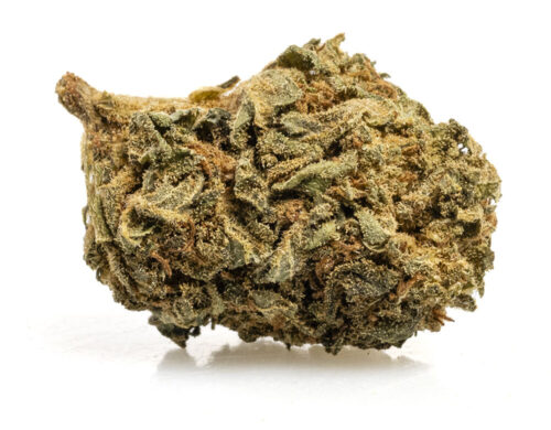 Fiore di cannabis light blueberry small buds, coltivazione biologica e sostenibile